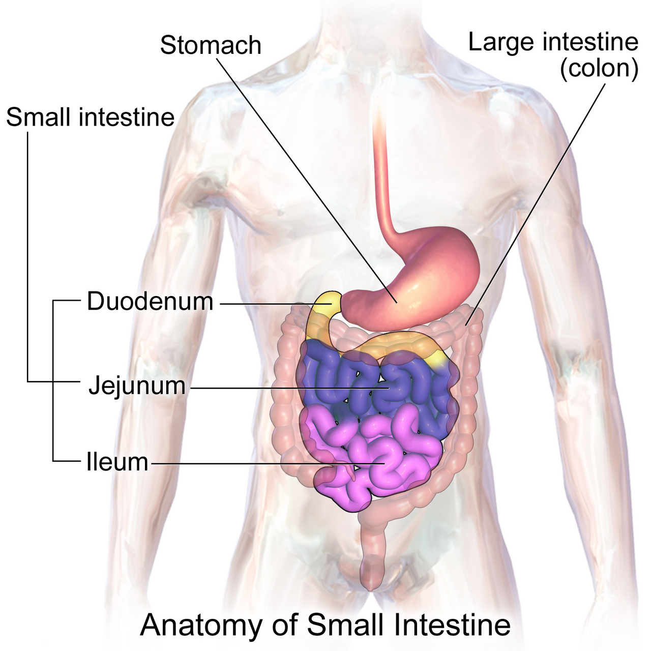 Anatomy of the small intestine