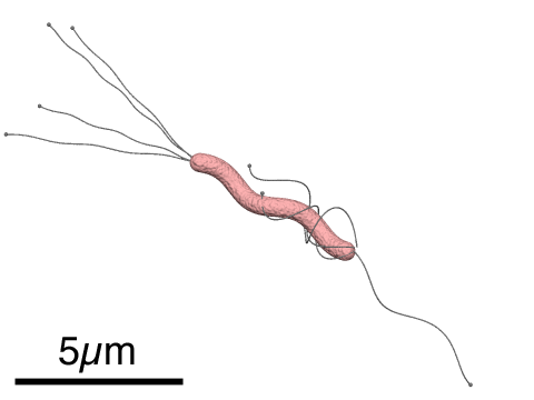 Diagram showing how H. pylori colonises the stomach
