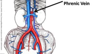 Human heart anatomy
