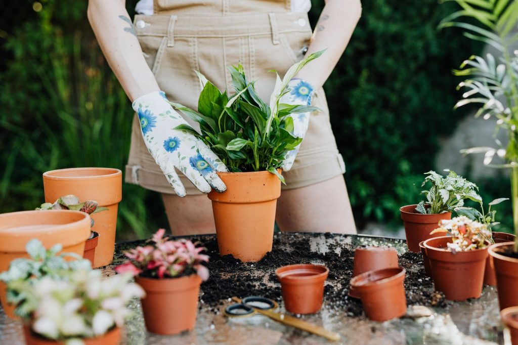 Home Plants to Improve Your Home
