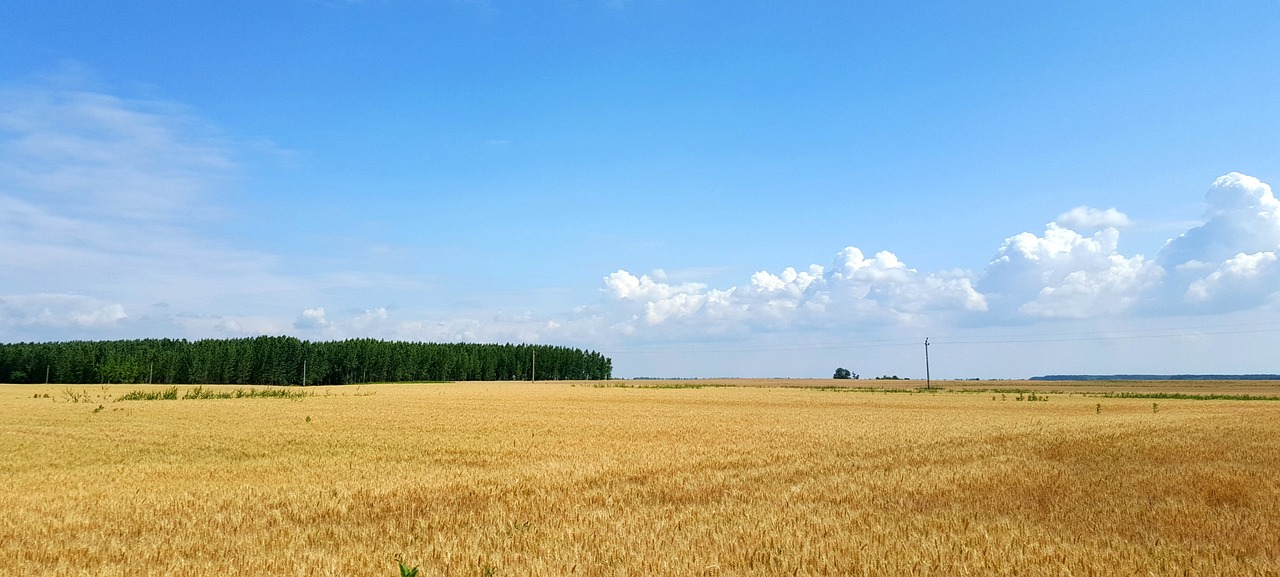 The vast open Hungarian Great Plain, the puszta