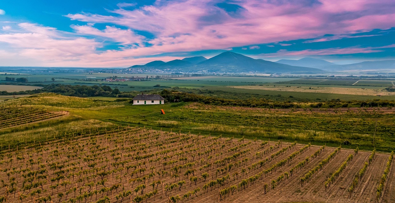 Vineyards in a Hungarian wine region, home of famous Tokaji wine