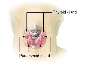 The thyroid, a butterfly-shaped gland in the neck — Wikimedia Commons (public domain)