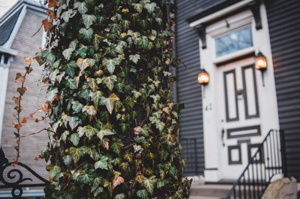 Ivy