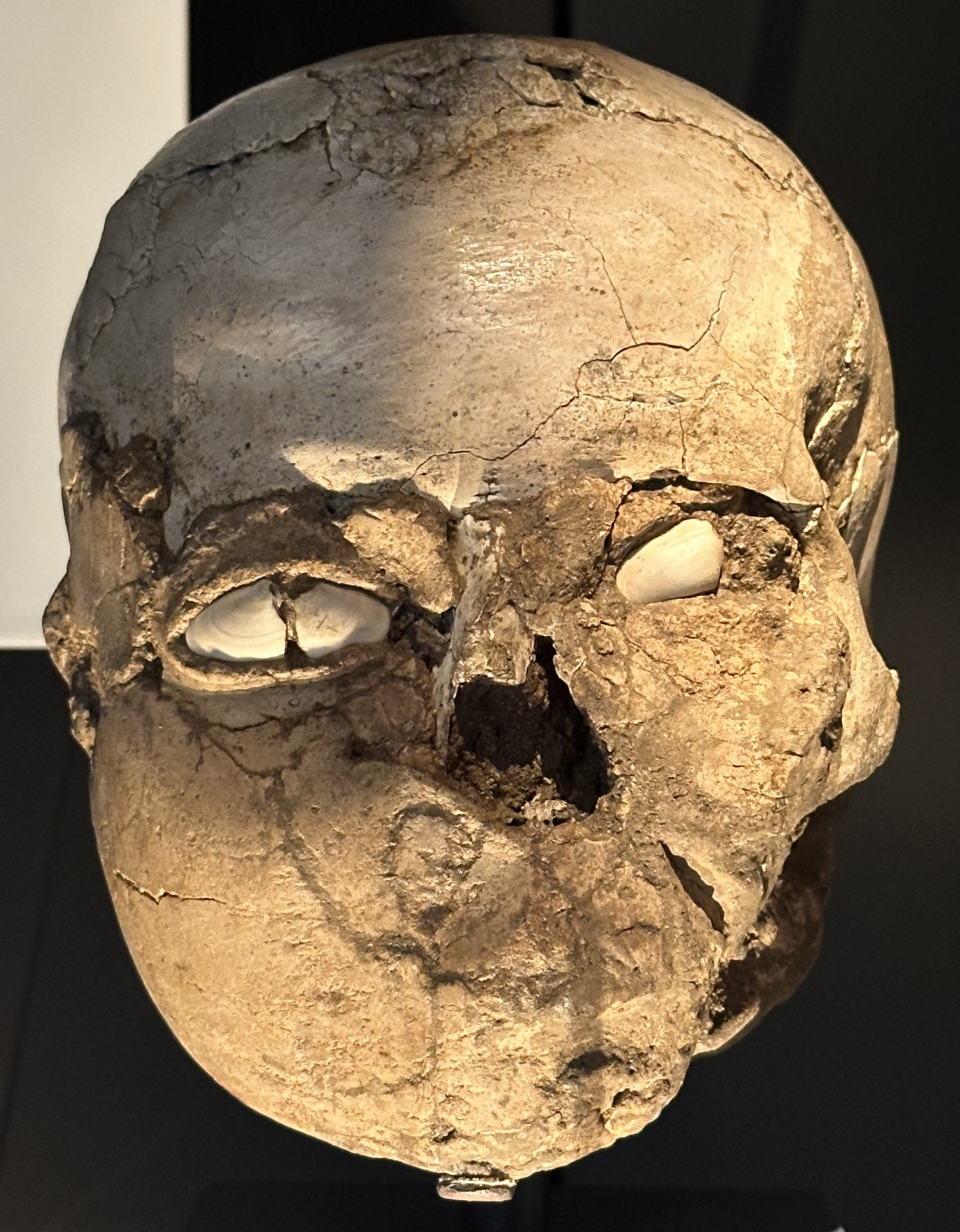 A plastered human skull from Neolithic Jericho. The dead person’s face was modelled in plaster, with shells set in for eyes — one of humanity’s oldest forms of portraiture.