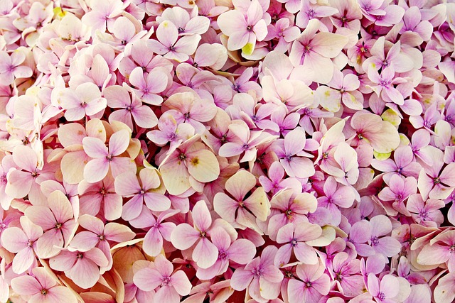 Hydrangea at Kamakura temple