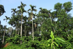 A lush coffee plantation in the hills of Karnataka