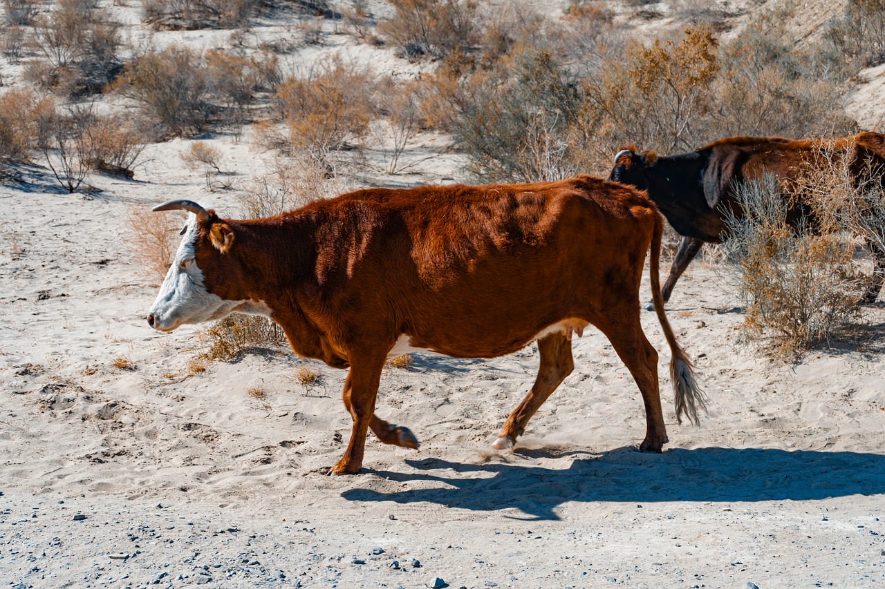 Herding near the Aral Sea