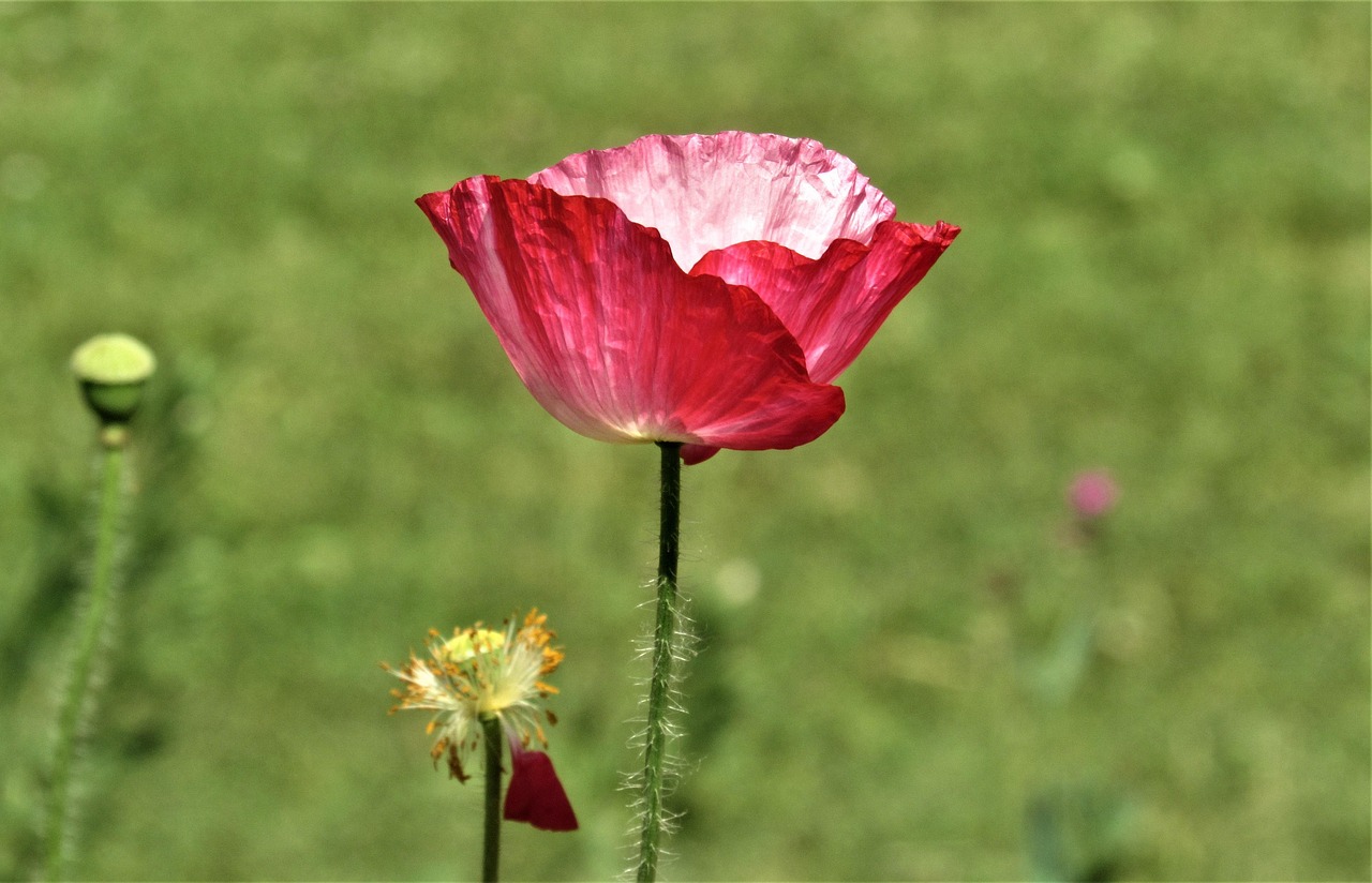 Rows of tulips blooming in a Srinagar garden in spring