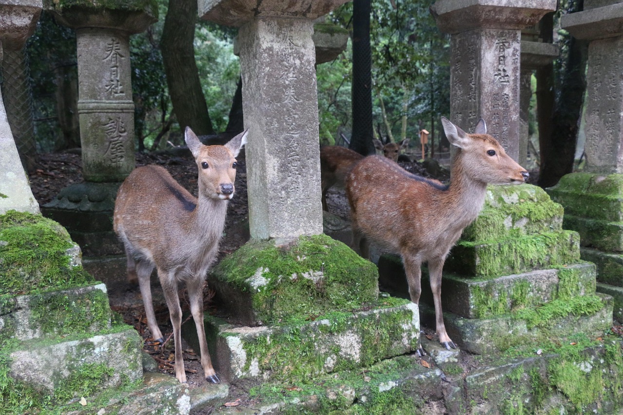 Kasuga Taisha shrine and its lanterns in Nara, Japan