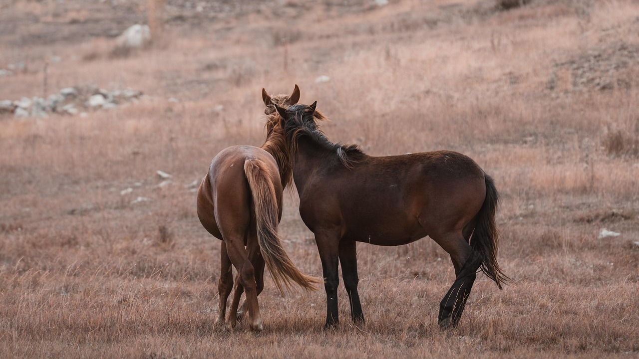 Herd of horses in Central Asia