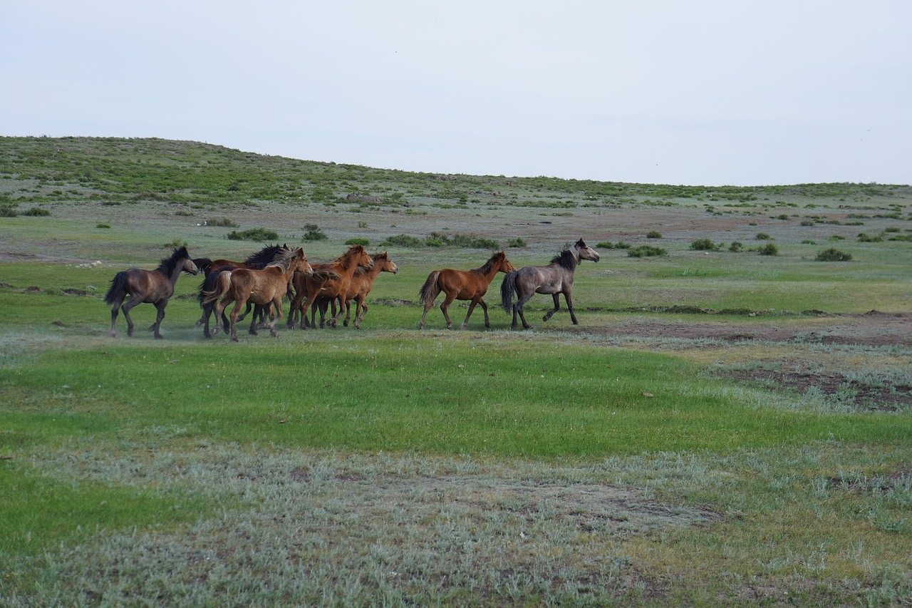 Horses on the steppe