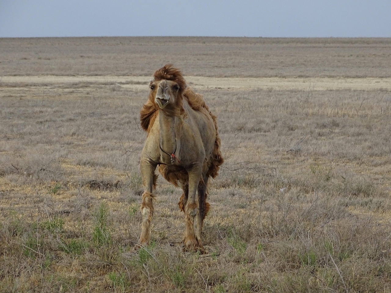 Camels of the Central Asian steppe