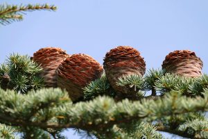 A cedar of Lebanon, the ancient tree that is the national symbol of the country and appears on its flag.