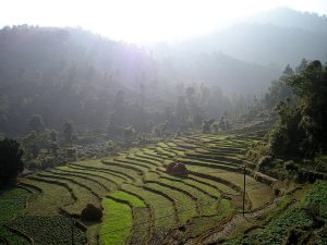 Terraced rice fields of the southern Himalayan foothills