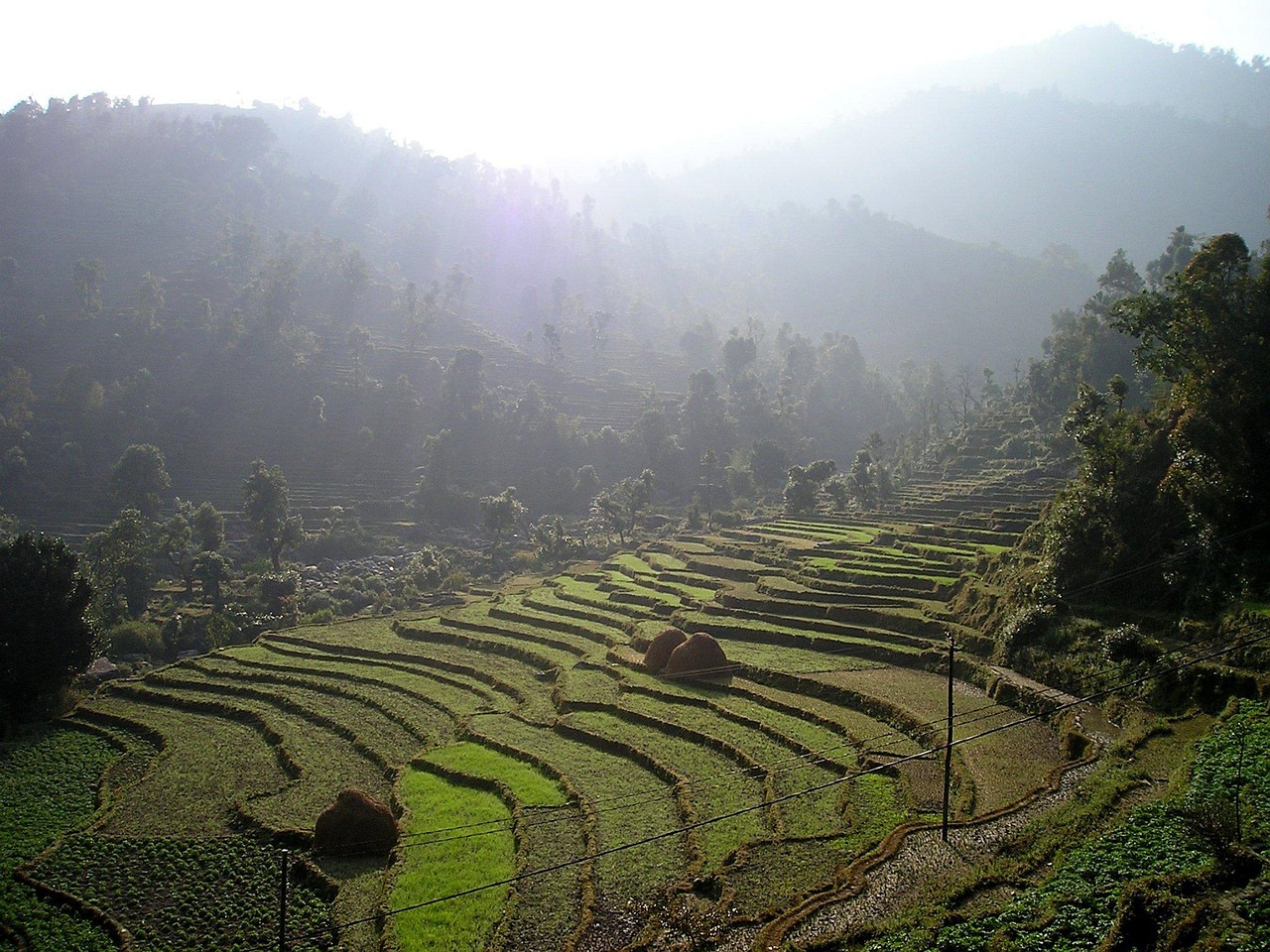Terraced rice fields of the southern Himalayan foothills