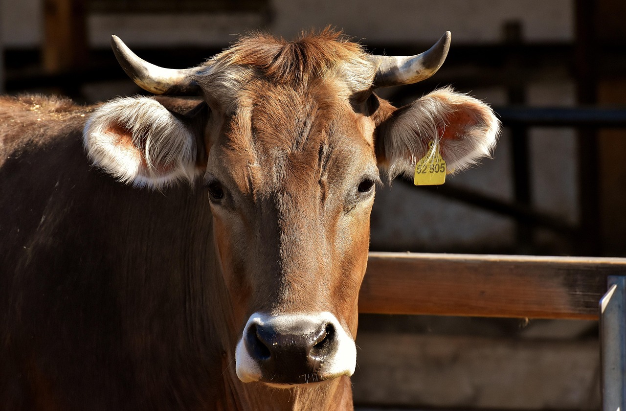 Cattle on a Himalayan farm, central to the agrarian life of the south
