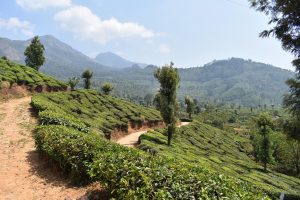 Rolling green tea plantations in the hills of Munnar
