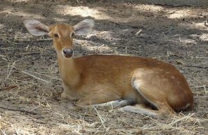 The rare Sangai brow-antlered deer, the dancing deer that is the pride of Manipur