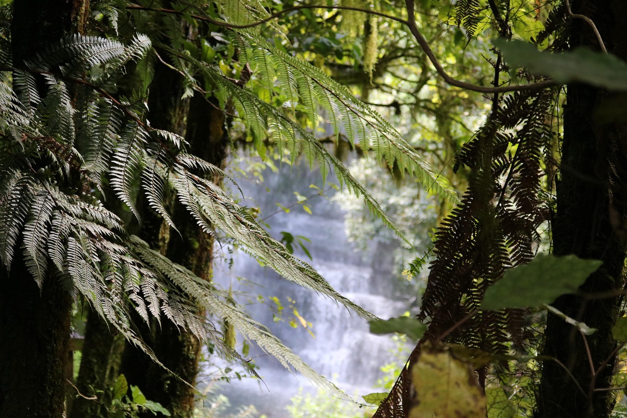 The silver fern, an iconic plant of New Zealand and a recognized national symbol