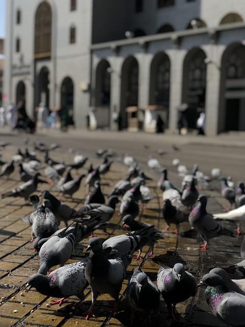 The Hijrah and the Making of Medina