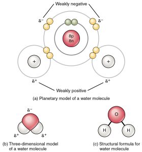 A water molecule, whose polarity is key to microwave heating