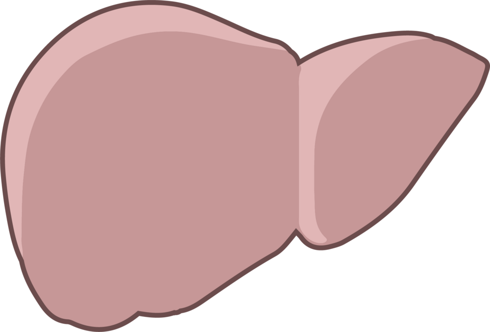 Anatomy of the human liver — Wikimedia Commons (NIH BioArt, public domain)