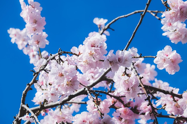 Pink sakura blossoms over the water