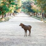 Deer near a temple in Nara, Japan