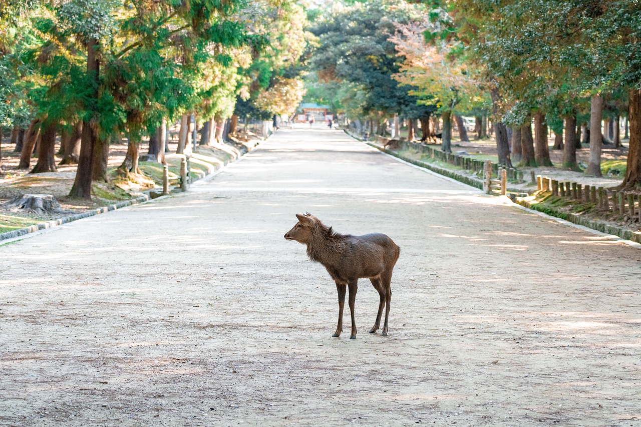 Deer near a temple in Nara, Japan