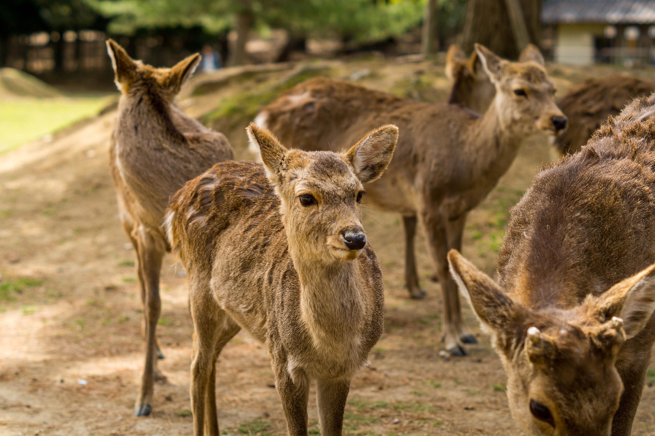 Sika deer in Nara Park, Japan