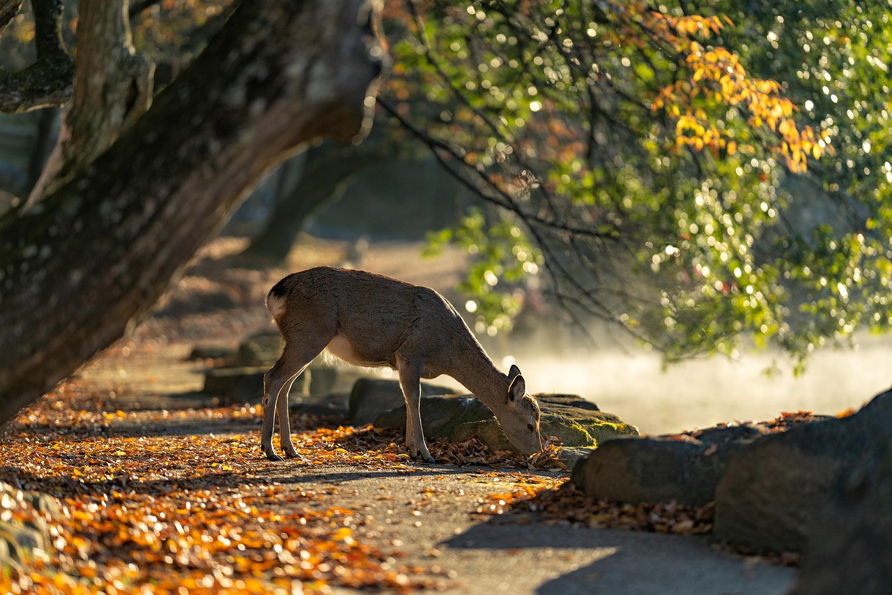 Five-story pagoda and deer in Nara, Japan