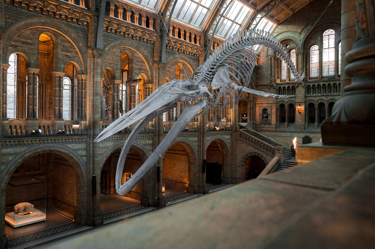 The cathedral-like Hintze Hall of the Natural History Museum