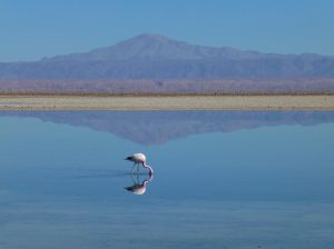 Migratory flamingoes wading in shallow water, a sight of the Chilika wetlands