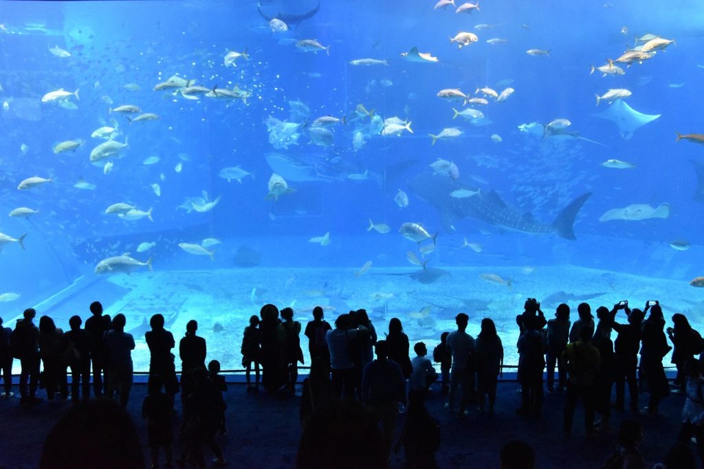 Churaumi Aquarium and Northern Okinawa