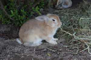 Wild rabbit on Okunoshima, the Rabbit Island near Hiroshima, Japan