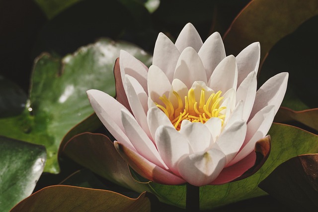 A water lily in bloom