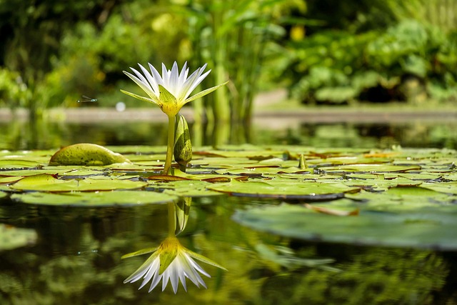 A tranquil water-lily pond