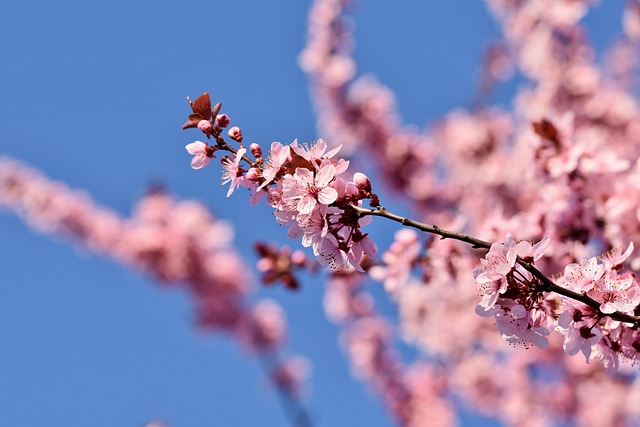 Cherry blossoms over a canal