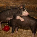 A pig on a farm