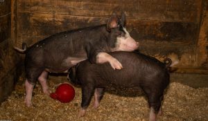 A pig on a farm