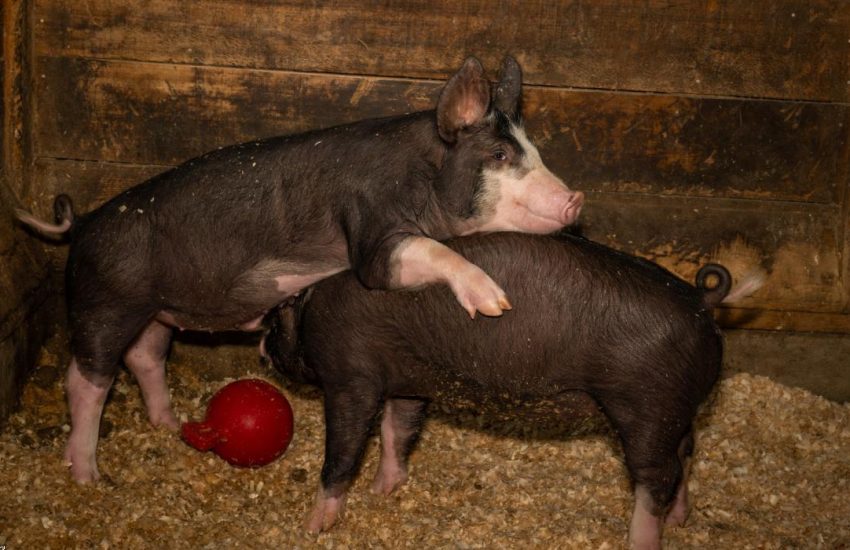 A pig on a farm