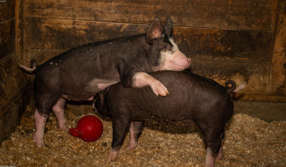 A pig on a farm