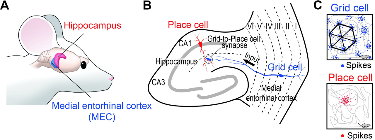 Place cells and grid cells in the rodent brain