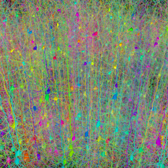 Synthetic pyramidal dendrites