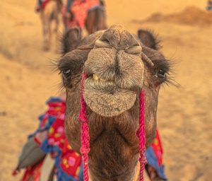 A camel and rider crossing the dunes of the Thar desert