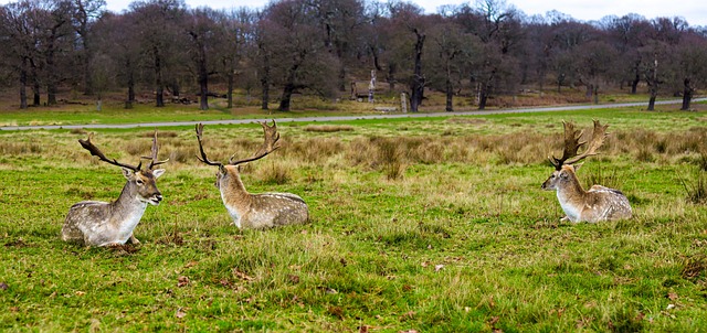 A stag in the open grassland of Richmond Park