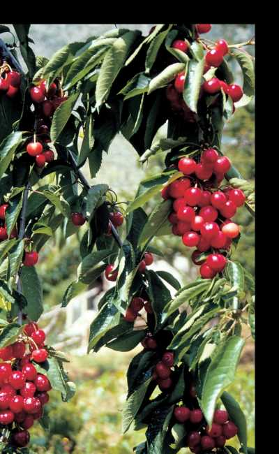 Obruk Yaylasi – Travel Guide – Adana