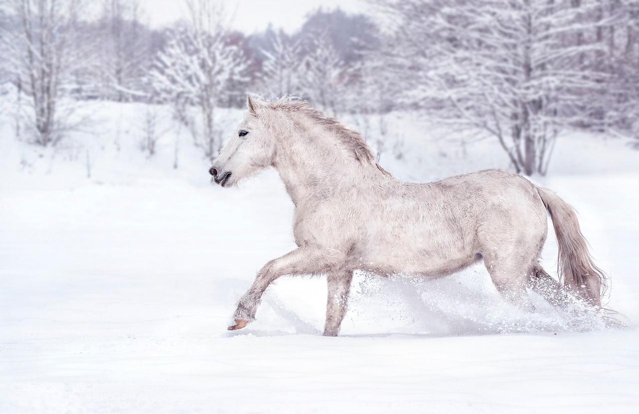 A horse in the snow; the hardy native horse is central to traditional Sakha life