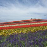 Hokkaido Biei landscape